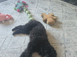 Male toy poodle