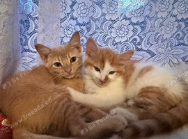 REHOME ALLERGIES: 3 kittens