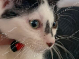 Kittens for selling