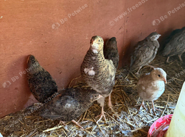 Caledon and coturnix quails