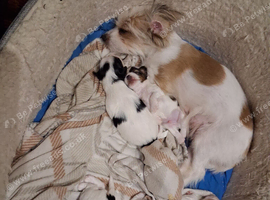 3 little boys looking for their forever home