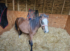 Welsh section A pony