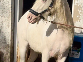 True family horse one for everyone