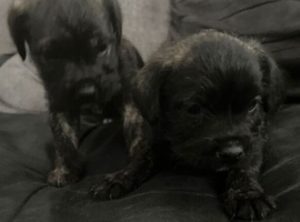 2 Male British Bulldog x Cockerpoo Puppies &ndash; Family Raised