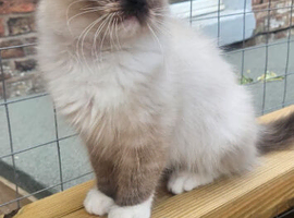 Ragdoll pedigree tica registered.