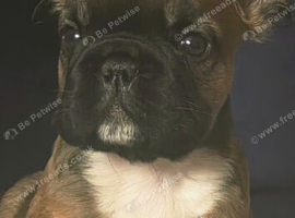 Fluffy french bulldog puppy