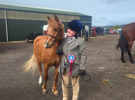 Gorgeous 12.2hh Welsh Section B Pony