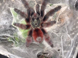 Multiple spiders for sale leaving hobby