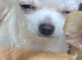 Female white chihuahua puppy