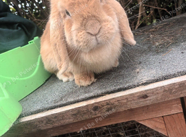 Female mini lop