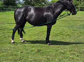 Striking 15.2 Black European Sports Horse