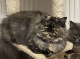 Beautiful full Persian tortie female