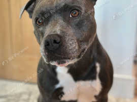 Well proven Staffordshire bull terrier for stud