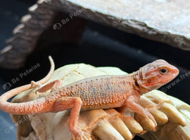 Baby bearded dragons WOW!