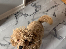 Apricot Toy poodle pup male