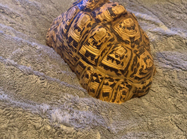 Male and female leopard tortoises