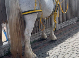 Mare 10 year old