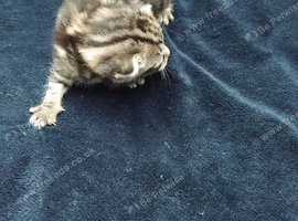 Kittens for sale to good homes please