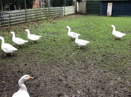 Pair of Embden Geese for sale &pound;80