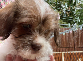 Toy Cavapoo x