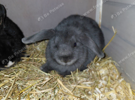 2 baby rabbits