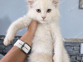 Championship maine coon kittens
