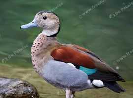 Ring neck teal male/ female/ pairs