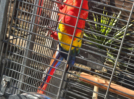 Macaw
