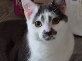 1 year old male