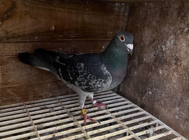 Racing pigeons for sale