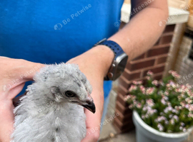Chicks