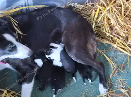 Border collie puppies