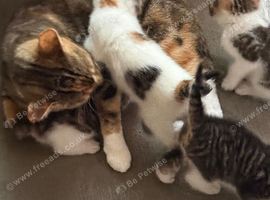 4 beautiful kittens tabby/ginger mix