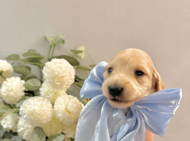 KC Registered Miniature Dachshund Puppies
