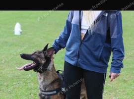 Kelsey & Kano litter | due early November in Darlington