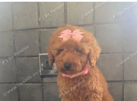 Miniature Poodle Red