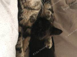Mixed maincoon and moggy male available