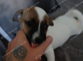 Jack Russell puppie
