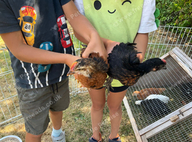Cockerel chicks copper black x
