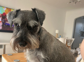 Looking to stud out my 6 year old mini shnauzer local to pembrokeshire