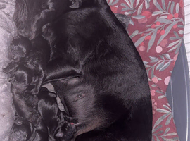 Stunning Cockerdor Puppies - Ready Soon