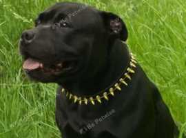 PROVEN.  KENZDUO PENNE  CALL NAME ZEUS KC REGISTERED STUD