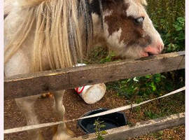 Yearling pony coming 2 year old