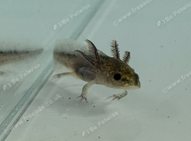 Axolotl