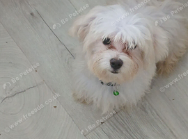 Maltese puppy