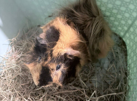 Male Guinea pig