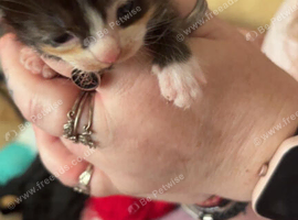 Kittens for sale