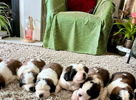 Beautiful KC registered show quality Puppies