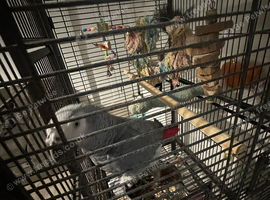 african grey
