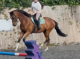 Super allrounder gelding 16hh